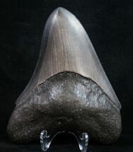 Georgia River Megalodon Tooth #9416