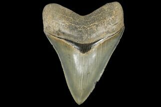 Serrated, Fossil Megalodon Tooth - Nice Tip #134269