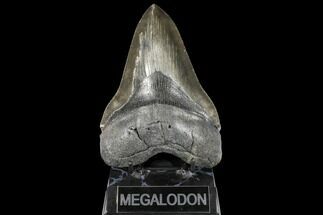 Serrated, Fossil Megalodon Tooth - Almost Six Inches #134286
