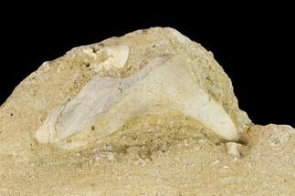 Fossil Fish (Enchodus) Fang in Rock - Morocco #134197