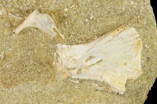 Fossil Fish (Enchodus) Bones in Rock - Morocco #134203