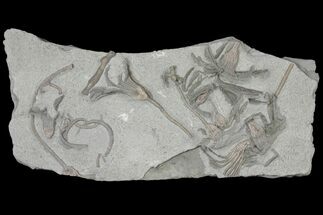 Crinoid (Glyptocrinus) Plate - Maysville, Kentucky #134349