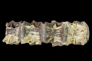 Four Fossil Fish (Cimolichthys) Vertebrae Association - Kansas #134857