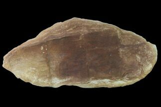 Fossil Horsetail (Calamites) In Ironstone - Illinois #134868