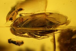Fossil Truebug (Heteroptera) In Baltic Amber #135027