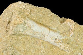 Cretaceous Fossil Long Bone In Rock - Morocco #133850