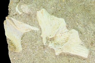 Fossil Fish (Enchodus) Hypural Bone (Tailbone) - Morocco #133851