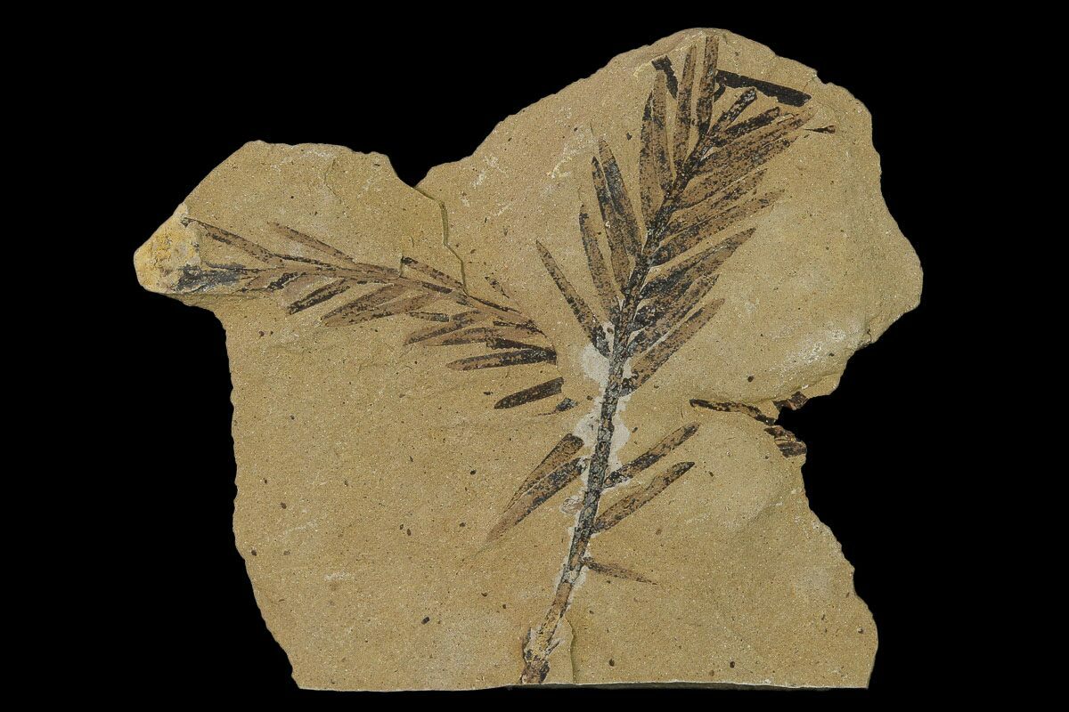 genus metasequoia fossil