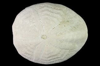 Fossil Sea Urchin (Eupatagus) - Florida #136066
