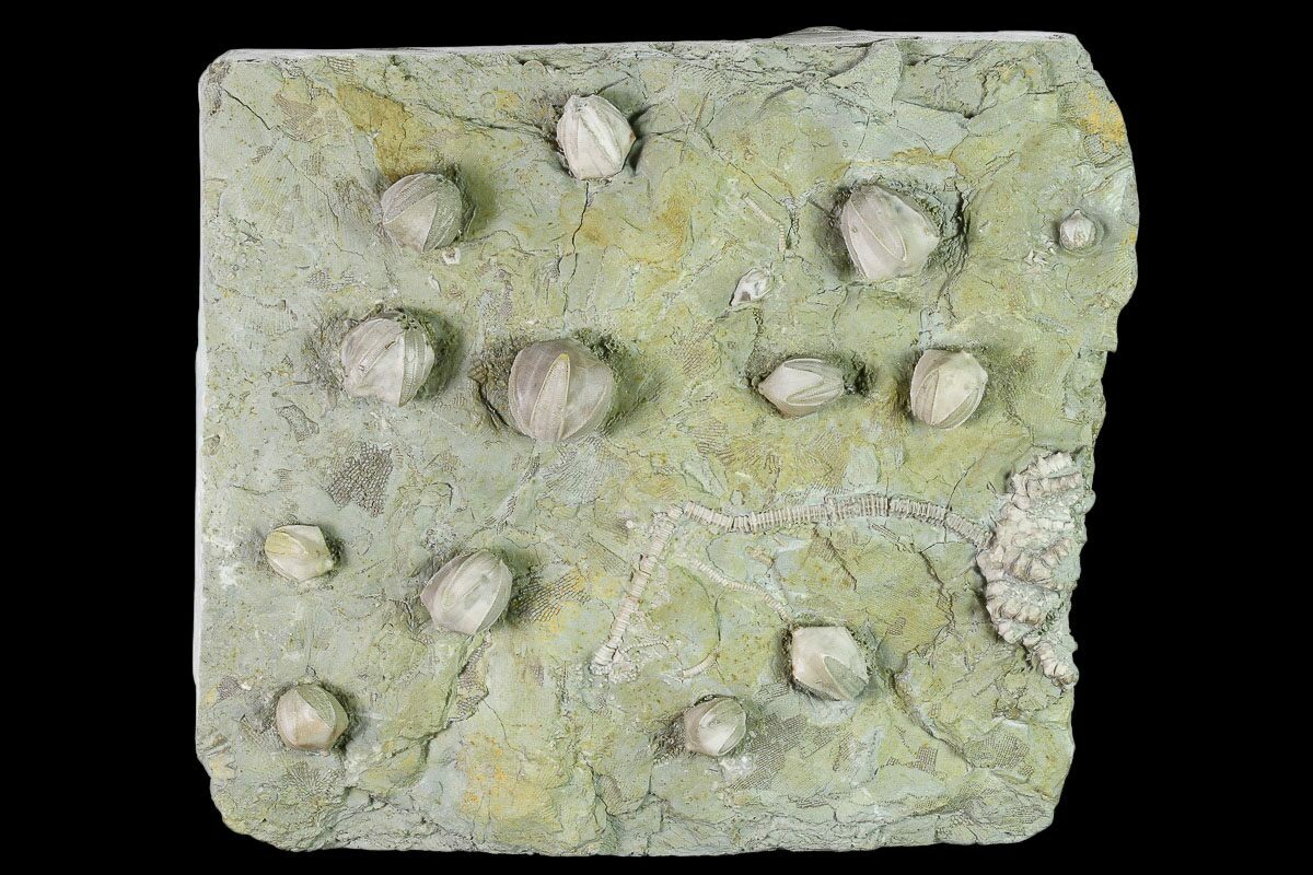 Mississippian Pentremites blastoid crinoid fossil Bangor Fm GRADE B 3 per bid 