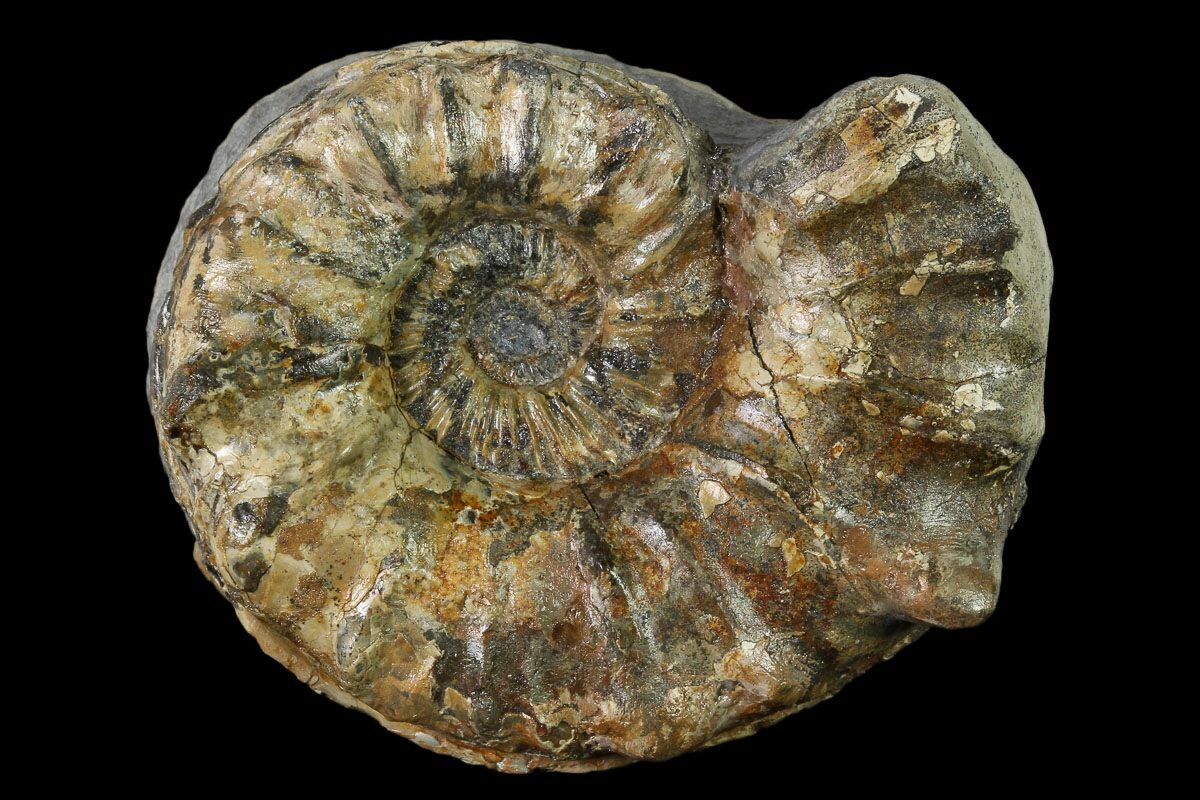 ammonite for sale