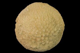 Silurain Fossil Sponge (Astylospongia) - Tennessee #136521
