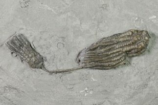 Two Fossil Crinoids (Pachylocrinus & Scytalocrinus) - Indiana #136538