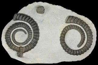Plate of Ammonite (Anetoceras) Fossils and a Trilobite - Morocco #135997
