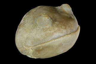 Enrolled Trilobite (Anataphrus) Fossil - Iowa #136601