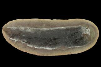 Fossil Fern (Macroneuropteris) Nodule - Mazon Creek #136651