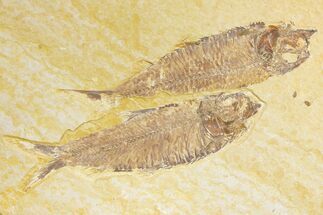 Pair of Fossil Fish (Knightia) - Green River Formation - Wyoming #136756