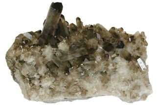 Large, Smoky Quartz Crystal Cluster - Brazil #136171