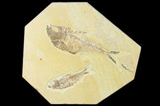 Diplomystus & Knightia Fossil Fish Association - Wyoming #136863