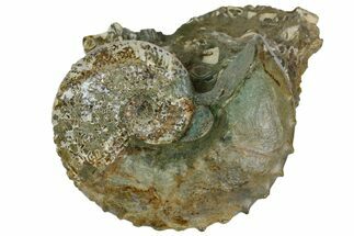 Bumpy Ammonite (Hoploscaphites) With Clams - South Dakota #137286