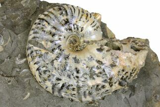 Fossil Ammonite (Scaphites) - South Dakota #137292
