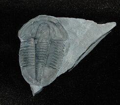 Textbook Inch Asaphiscus Trilobite #174