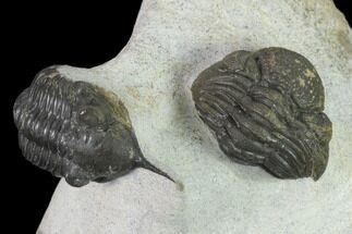 Morocconites Trilobite With Morocops - Ofaten, Morocco #137534