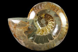 Wide Polished Fossil Ammonite Dish - Madagascar #137406