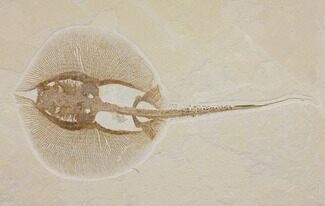 Spectacular, Fossil Stingray (Heliobatis) - Wyoming #137915