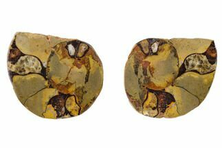 1.7" Iron Replaced Ammonite Fossil Pair - Morocco - Fossil #137993