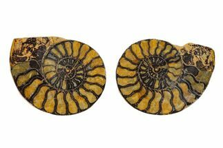Sliced, Iron Replaced Fossil Ammonite - Morocco #138010