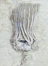 Cyathocrinites Iowensis - Crawfordsville Crinoid #9672