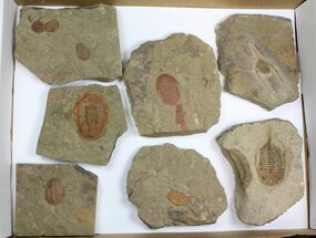 Lot: Misc Ordovician Trilobites From Morocco - Pieces #138368