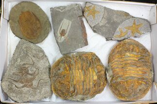 Lot: Misc Fossil Trilobites And Brittlestars - Pieces #138369
