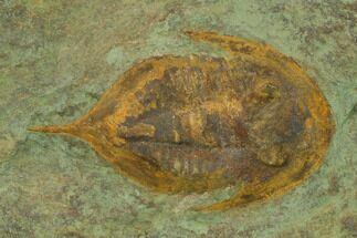 1.45" Megistaspis Trilobite With Pos/Neg - Fezouata Formation - Fossil #138635