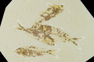 Four Fossil Fish (Knightia) - Green River Formation - Wyoming #138617