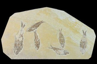 Fossil Fish (Diplomystus & Knightia) Mortality Plate - Wyoming #138682