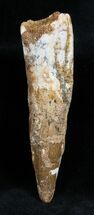 Inch Composite Spinosaurus Tooth #1610