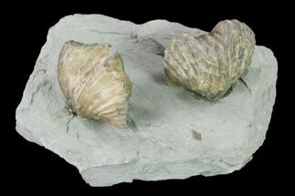 Two Brachiopod (Platystrophia) Fossils On Shale - Kentucky #138838