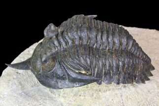 Minicryphaeus Trilobite - Tafraoute, Morocco #138973