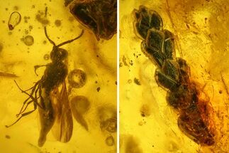 Detailed Fossil Fly (Diptera) & Thuja Twig in Baltic Amber #139042