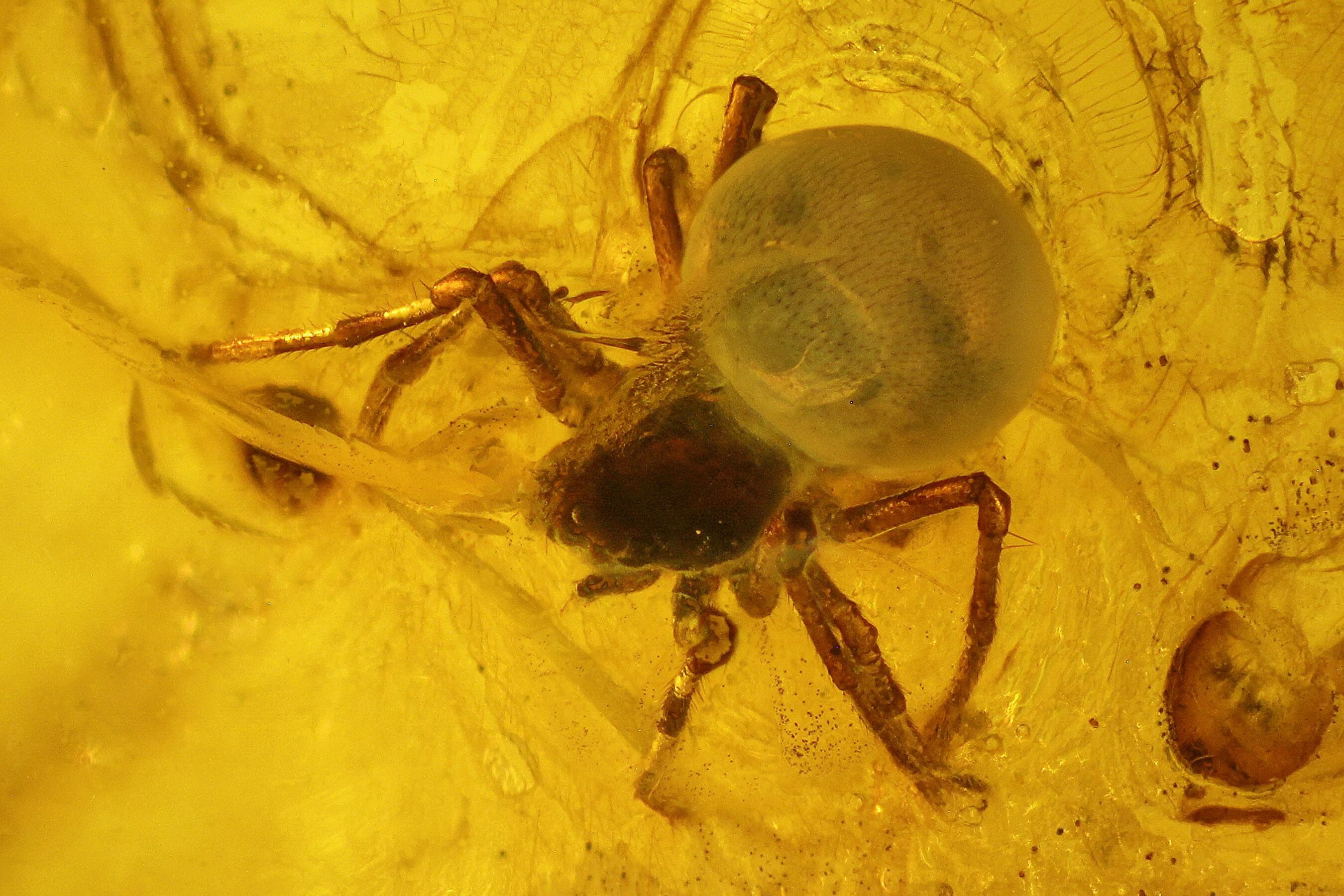 Fossil Spider (Araneae) in Baltic Amber (139064) For Sale