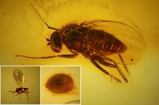 Detailed Fossil Fly, Beetle and Wasp in Baltic Amber #139076