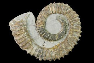 3.6" Aegocrioceras Ammonite - Germany - Fossil #139139