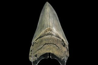Serrated, Fossil Megalodon Tooth - Sharp Tip #138999