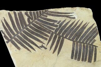 Plate Of Jurassic Aged Cycad (Zamites) Fossils - France #139284