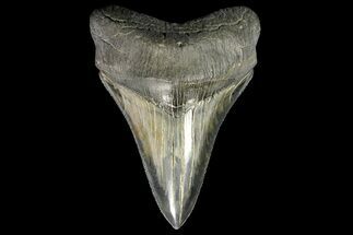 Serrated, Lower Megalodon Tooth - Killer Tooth #139350