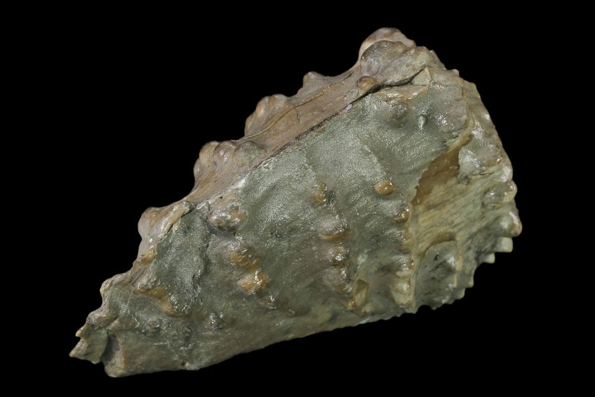 1.95" Jurassic Bivalve (Scaphotrigonia) Bouxwiller, France For Sale