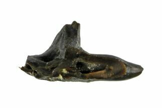 Permian Reptile (Captorhinus) Tooth - Oklahoma #140079
