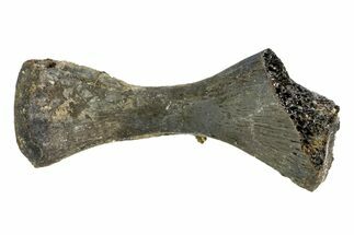 Permian Reptile Humerus Bone - Oklahoma #140118